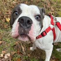 Thumbnail photo of Buddy Boy #3