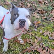 Thumbnail photo of Buddy Boy #4