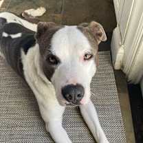 Thumbnail photo of Sam #1