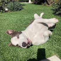 Thumbnail photo of Sam #2