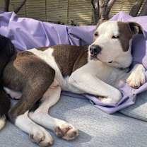 Thumbnail photo of Sam #4