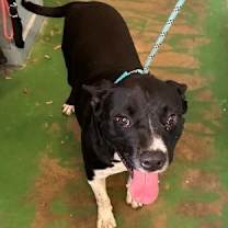 Thumbnail photo of Halston 25 #2