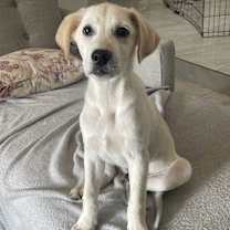 adopt-pet