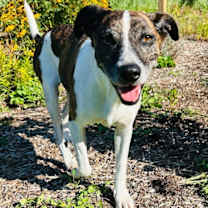 Thumbnail photo of Puppers #1