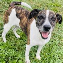 Thumbnail photo of Puppers #2