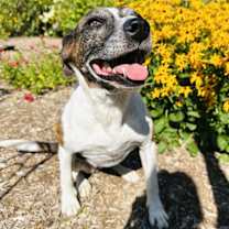 Thumbnail photo of Puppers #3