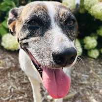 Thumbnail photo of Puppers #4