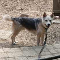 Thumbnail photo of DUKE #1