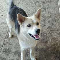 Thumbnail photo of DUKE #2