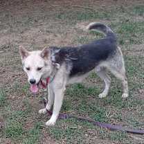 Thumbnail photo of DUKE #3