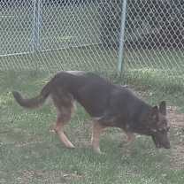 Thumbnail photo of DUKE #4