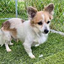 Thumbnail photo of Chachi #1