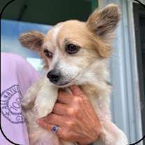 Thumbnail photo of Chachi #2