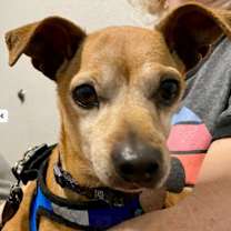 adopt-pet