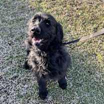 Thumbnail photo of Milo #1