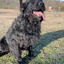 Thumbnail photo of Milo #4