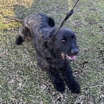 Thumbnail photo of Milo #2