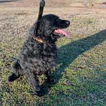 Thumbnail photo of Milo #3