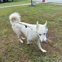 Thumbnail photo of Ghost #4