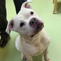 Thumbnail photo of Sweetie #2