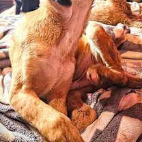 Thumbnail photo of BUSTER #2