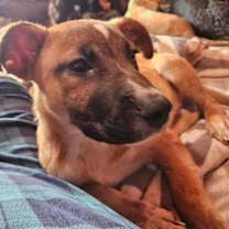 Thumbnail photo of BUSTER #1