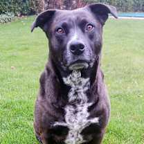 Thumbnail photo of Callie Local #4