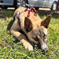 Thumbnail photo of Frank Sinatra #3