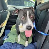 Thumbnail photo of Aubrey #1