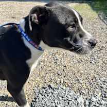 Thumbnail photo of Aubrey #2