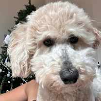 Thumbnail photo of Rwby #4