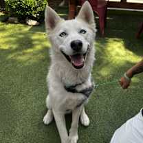 adopt-pet