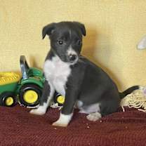 Thumbnail photo of Casini #2