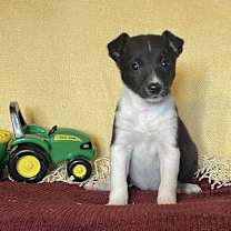 Thumbnail photo of Chandra #1