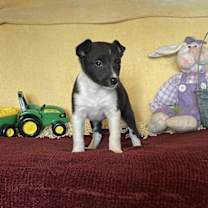 Thumbnail photo of Chandra #2