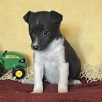 Thumbnail photo of Chandra #3