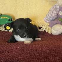 Thumbnail photo of Carrina #2