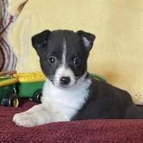 Thumbnail photo of Channel #1