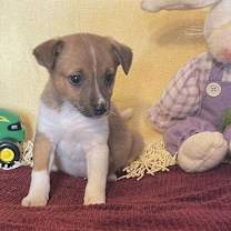 Thumbnail photo of Checkers #1