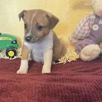 Thumbnail photo of Checkers #2