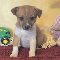 Thumbnail photo of Checkers #3