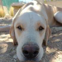 Thumbnail photo of Prancer #2