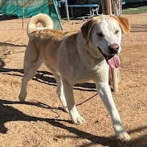 Thumbnail photo of Prancer #3