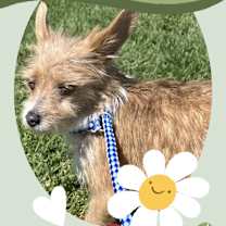 Thumbnail photo of Bella (4 lbs) #3