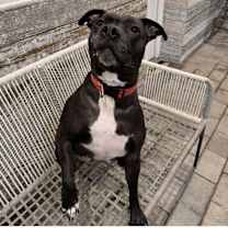 Thumbnail photo of Molly #4