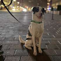 Thumbnail photo of Pongo -MA #1