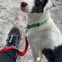 Thumbnail photo of Pongo -MA #2