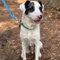 Thumbnail photo of Pongo -MA #3