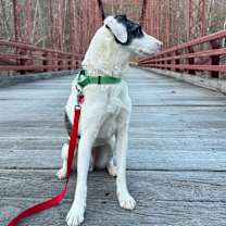 Thumbnail photo of Pongo -MA #4