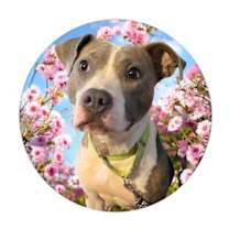 Thumbnail photo of Casey #1